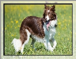 Trawa, Border collie, Pies, Łąka, Kwiaty